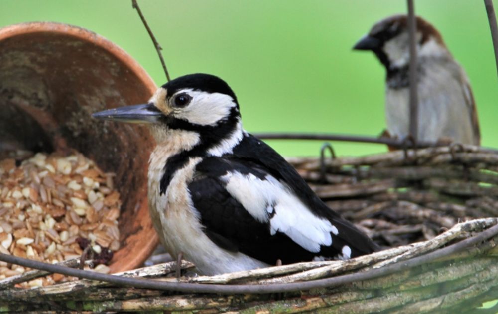 Grote bonte specht, welkom in uw tuin? | Vogelbescherming