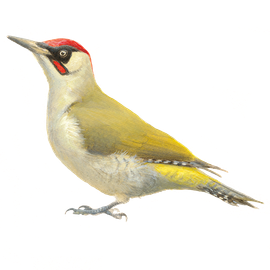 Groene specht / Elwin van der Kolk