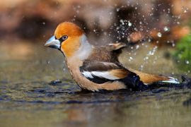 Heerlijk badderen op een lentedag in februari