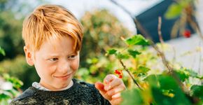 Kind plukt bes / iStock