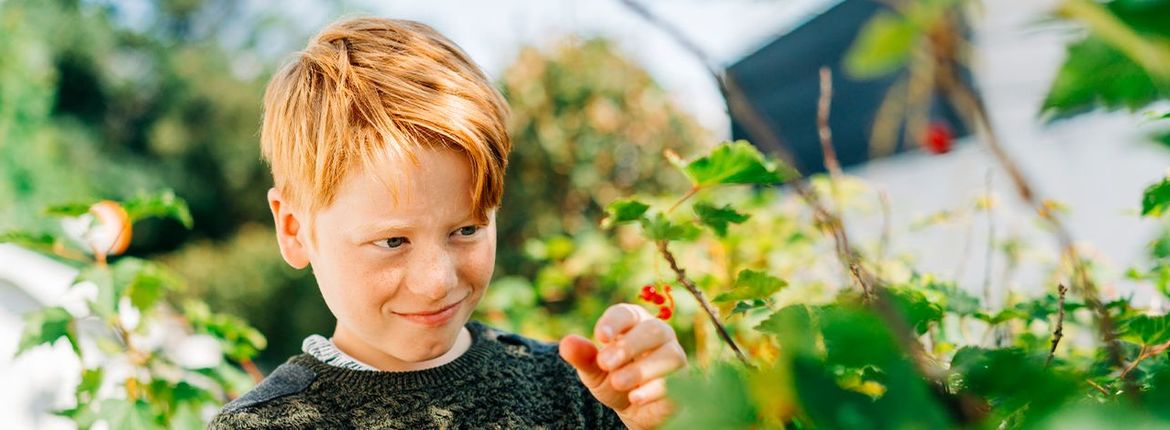 Kind plukt bes / iStock