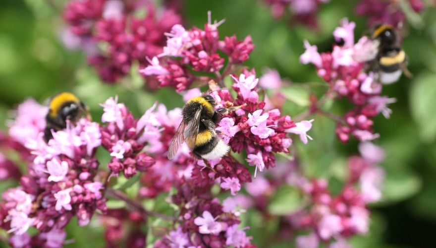 Wilde marjolein met hommels / Jasper de Ruiter