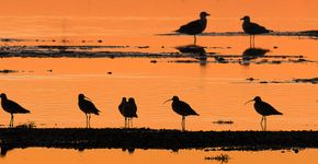 Silence of the tides sunset vogels