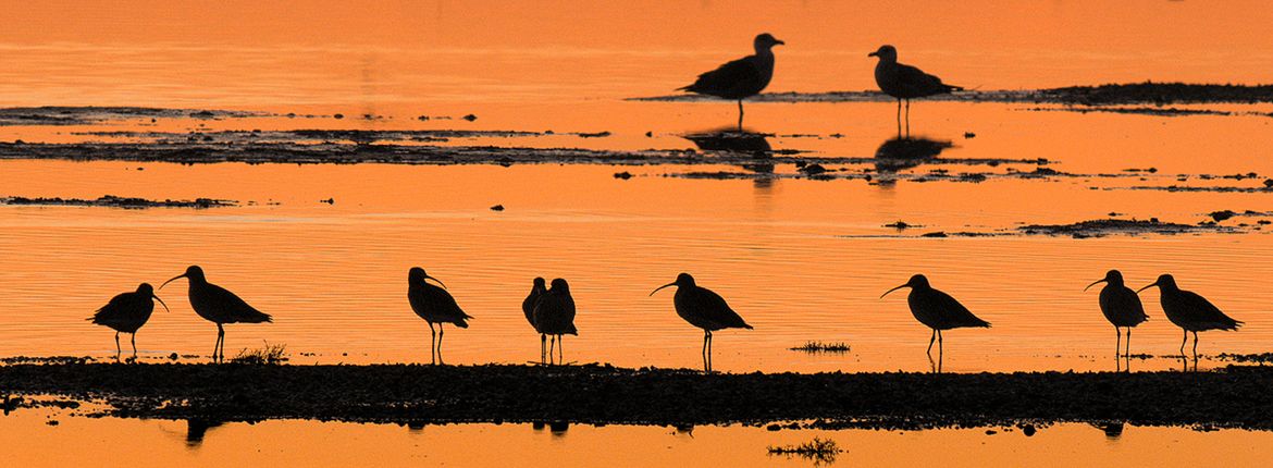 Silence of the tides sunset vogels
