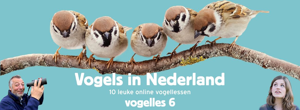 Vogels in Nederland - Vogelles 6