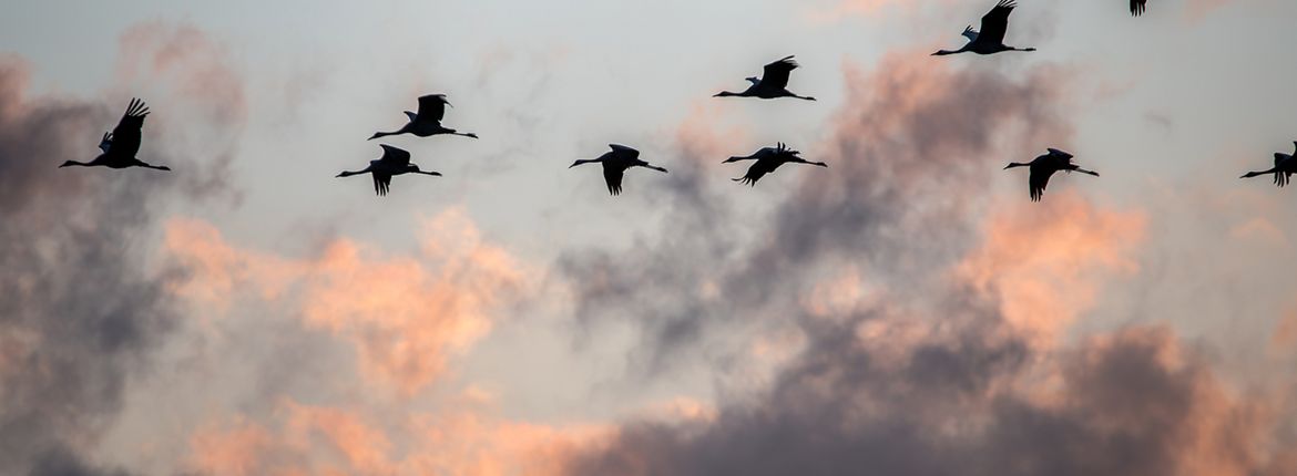 Kraanvogels / Shutterstock