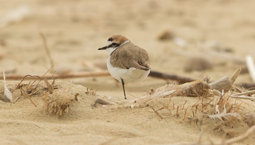 Strandplevier / Shutterstock