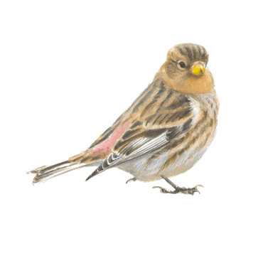 Frater / Elwin van der Kolk