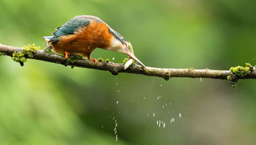 IJsvogel / Hans Peeters