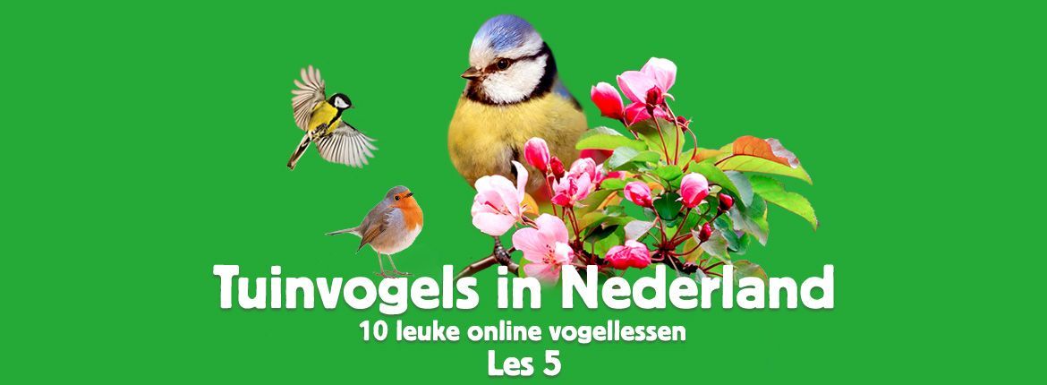 Header Tuinvogels in Nederland