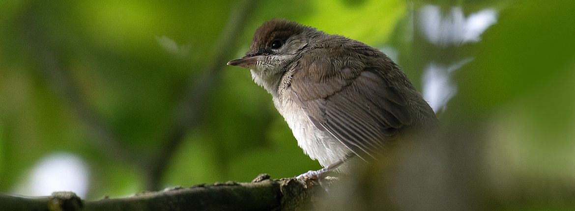 Jonge zwartkop / Jouke Altenburg