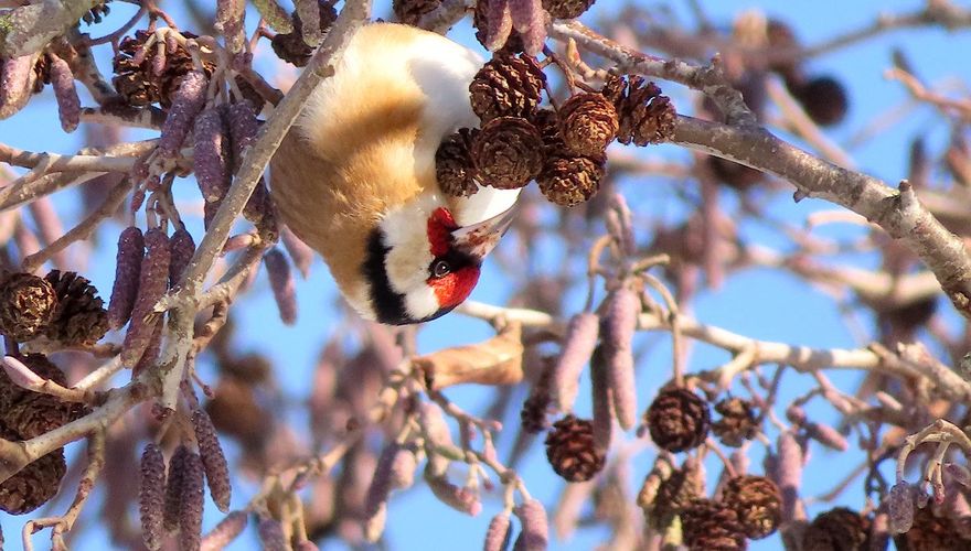 Putter op els / Lennie Groen - Fotogalerij