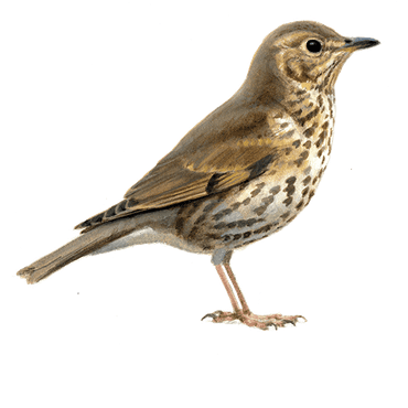 Zanglijster Vogelbescherming