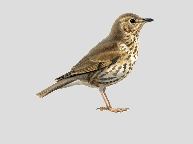 Zanglijster | Vogelbescherming