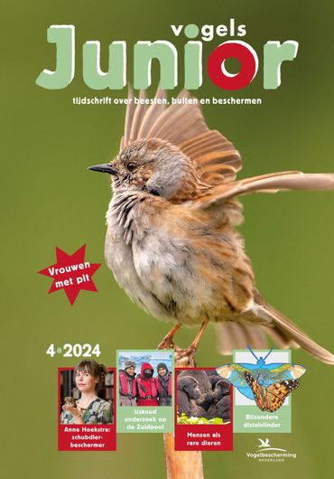 Vogels Junior 04/2024