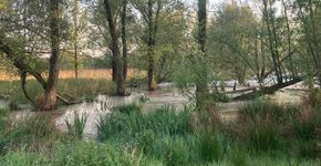 Moerasbos Kempen-Broek / Chris van der Heijen