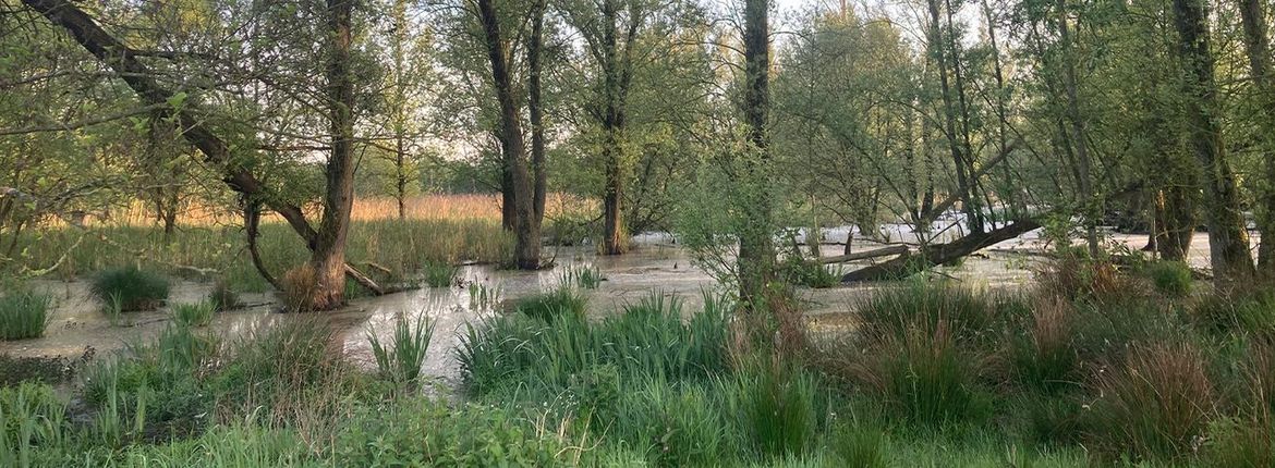 Moerasbos Kempen-Broek / Chris van der Heijen