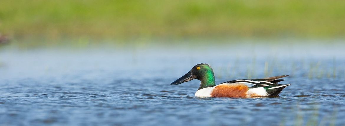 Slobeend / Wil Leurs, AGAMI