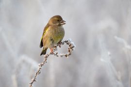 Voorjaar nog niet inzicht