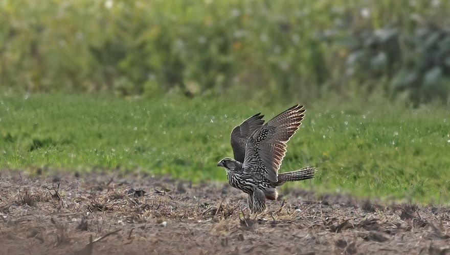 Giervalk / Ruwan Aluvihare