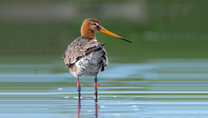 Grutto met kleurringen / Hans Peeters