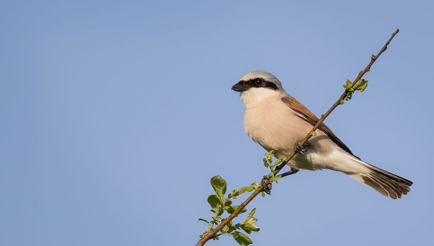 Grauwe klauwier / Jan Onstenk