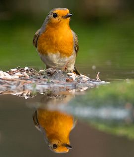 Roodborst met voer / Hans Peeters