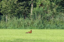 Vos ontmoet Bruine Kiekendief