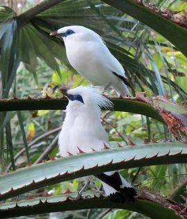 Bali Myna / Simon Bruslund