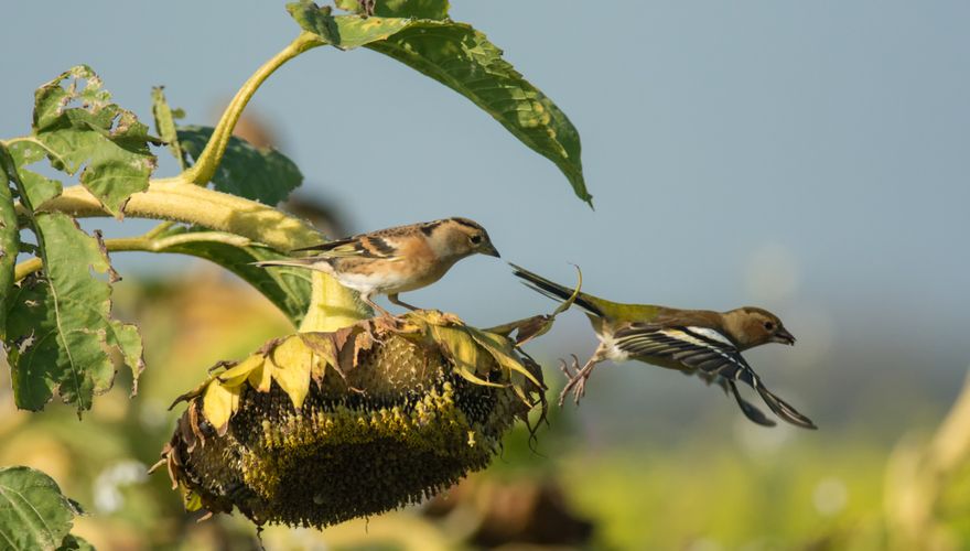 Vink en keep / Jannie Timmer