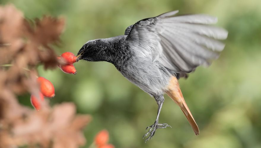 Zwarte roodstaart rozenbottel / Shutterstock