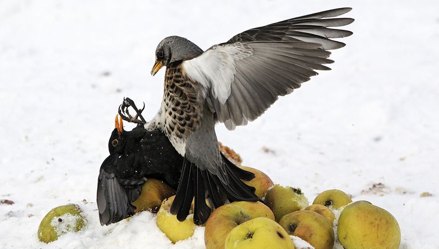 Merel en kramsvogel / Shutterstock