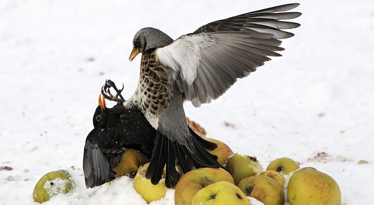 Merel en kramsvogel / Shutterstock