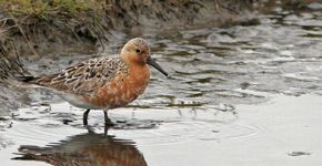 Kanoet / Birdphoto Jankees Schwiebbe