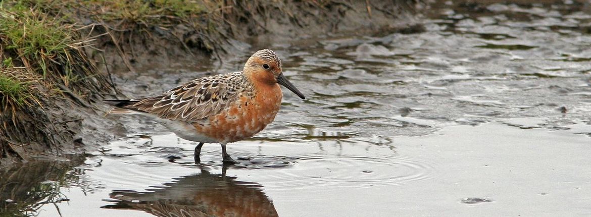 Kanoet / Birdphoto Jankees Schwiebbe