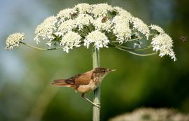Vogel parasol