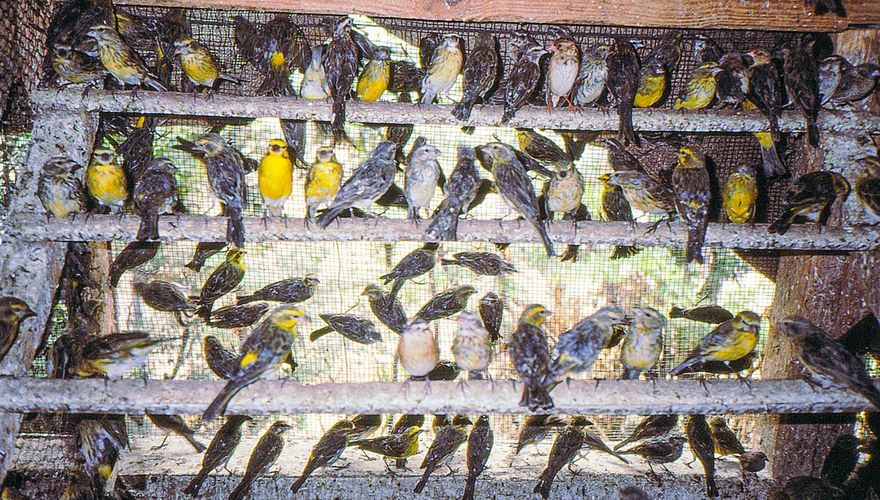Zangvogels in kist Tanzania / Hans Peeters