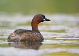 Dodaars komt dichtbij