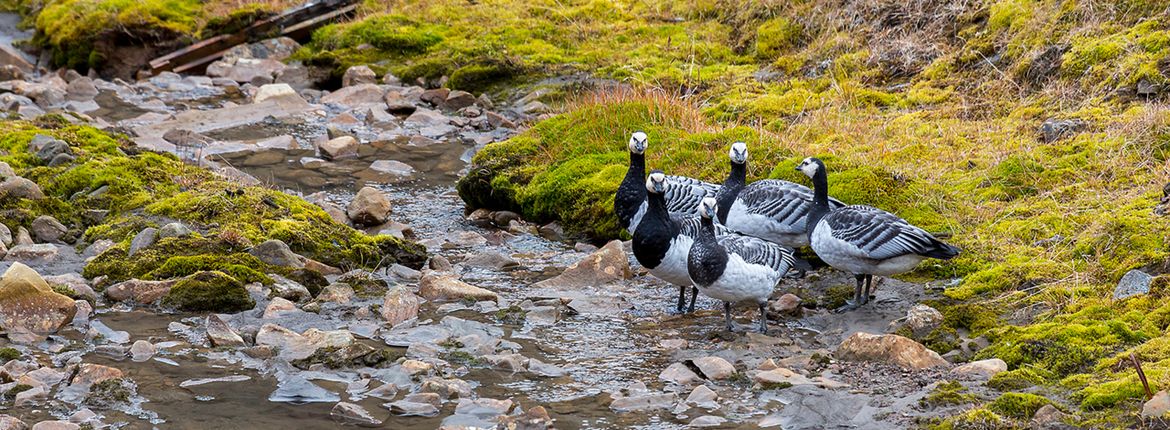 Brandganzen op Spitsbergen / Shutterstock