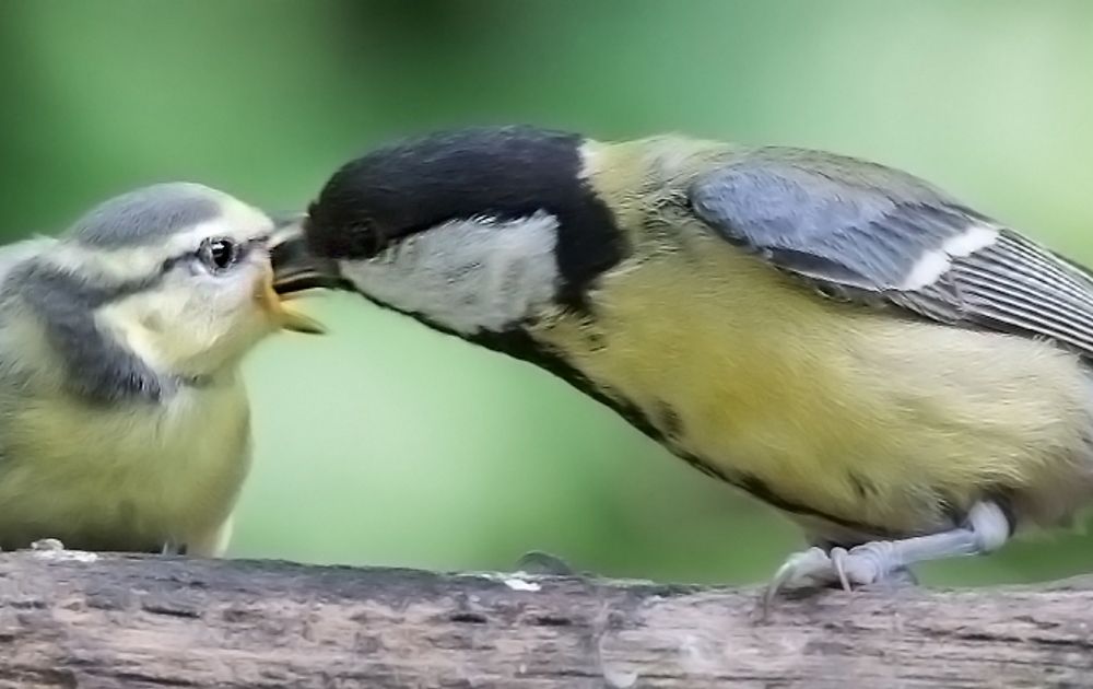 Vuilnisbak bijvoeglijk naamwoord abstract Koolmees voert pimpelmeesjes, hoe zit dat? | Vogelbescherming