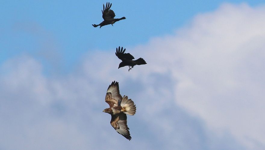 Buizerd zwarte kraai / Fokke Spoelstra Fotogalerij