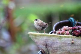 Onze tuin een thuis