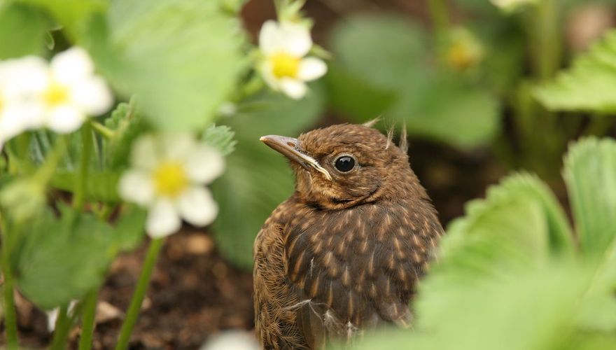 halfgeleider groep onvoorwaardelijk Jaar van de Merel: (jonge) merels en katten | Vogelbescherming