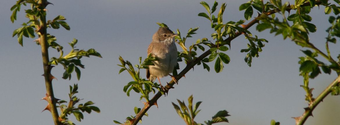 verdund IJver in het geheim Vroege vogels zingen niet voor niets zo vroeg | Vogelbescherming