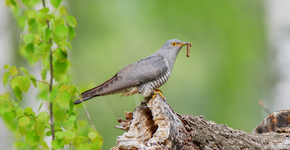 Koekoek / Shutterstock