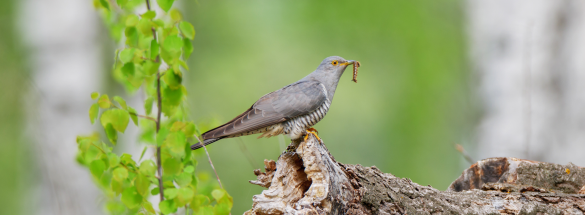 Koekoek / Shutterstock