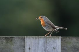 Robin met een smakelijk hapje