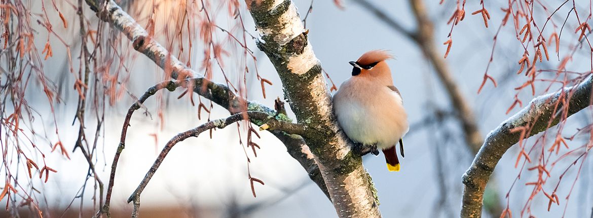 Pestvogel  / Shutterstock