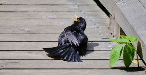 Merel / Shutterstock
