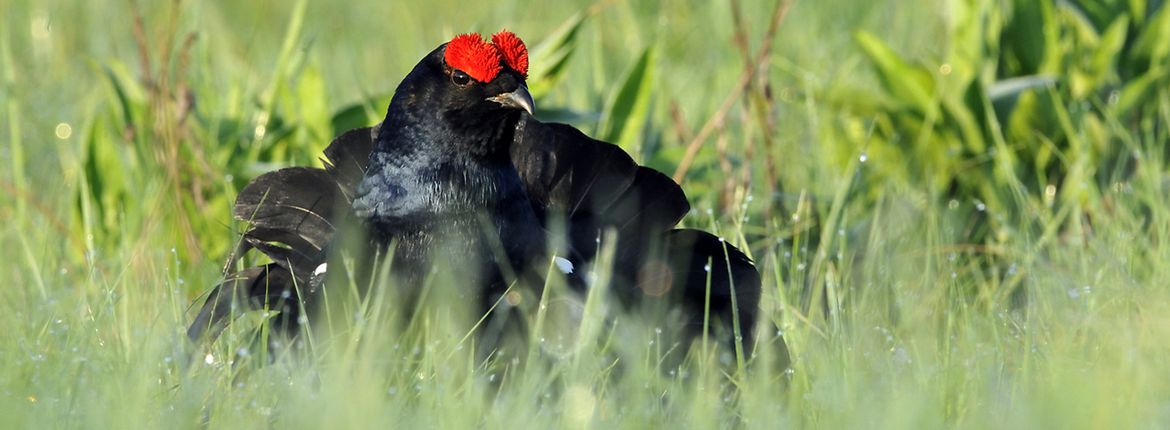 Gedeeltelijk Tact vreemd Op zoek naar een korhoen en wat vind je? | Vogelbescherming